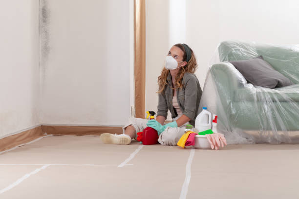Reliable Mold Remediation contractor in Mount Holly, NJ by Cheap Mold Removal
